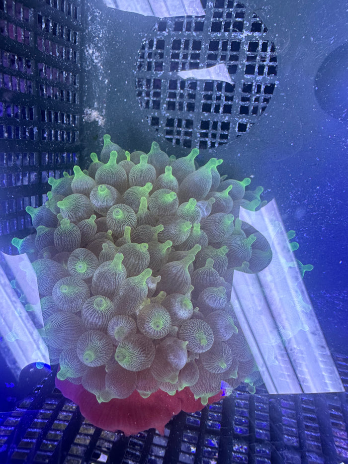 Green Bulb Anemone Med