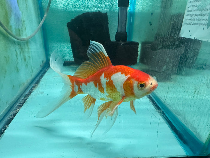 Goldfish 4-5"