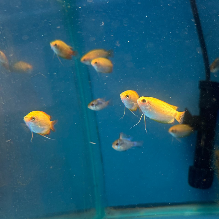 Red Honey Gourami