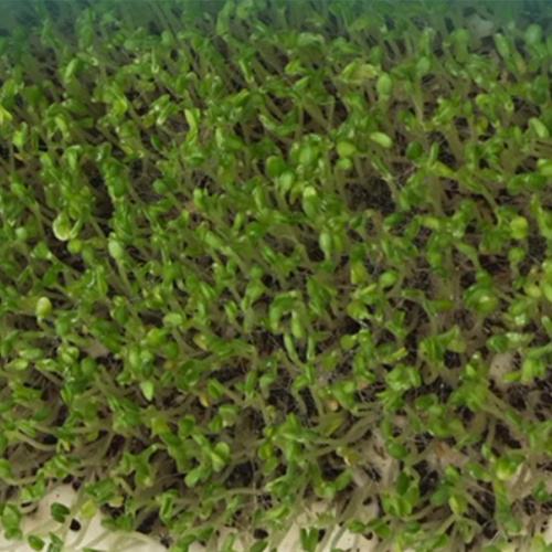 Agastache Rugosa & Herba Agastaches Seeds