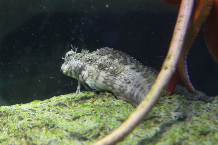 Algae Blenny