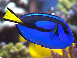Blue "Hippo" Tang 1.6 - 2.5"