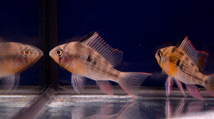 Bolivian Ram