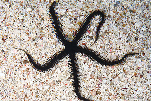 Brittle Starfish