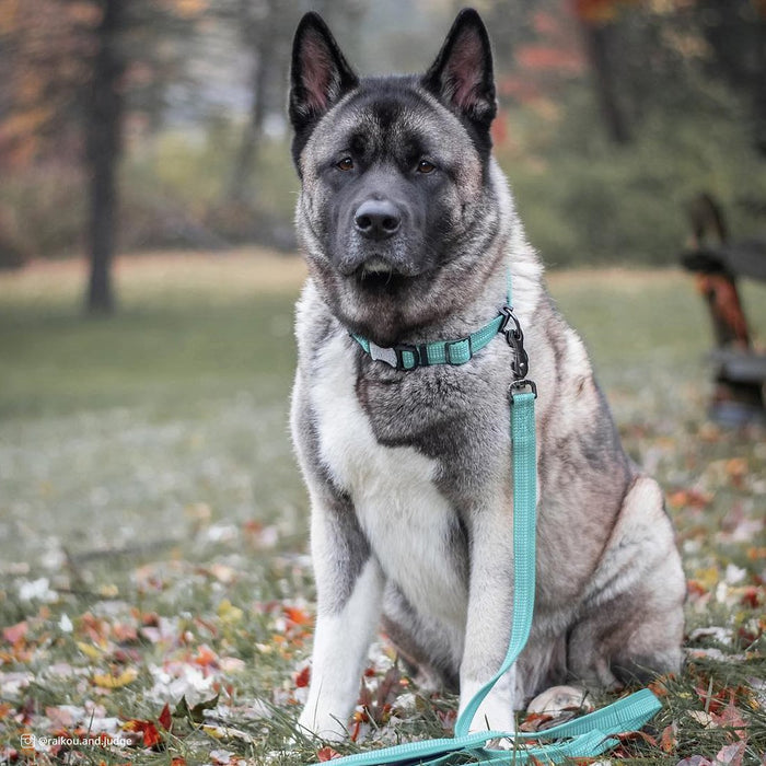 Coastal K9 Explorer Brights Reflective Dog Collar
