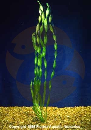 Contortion Vallisneria Plant