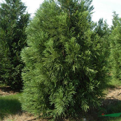 Cryptomeria fortunei & Cryptomeria Seeds