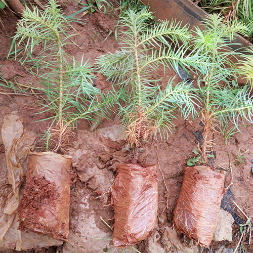 Cunninghamia lanceolata & Thorn fir Seeds
