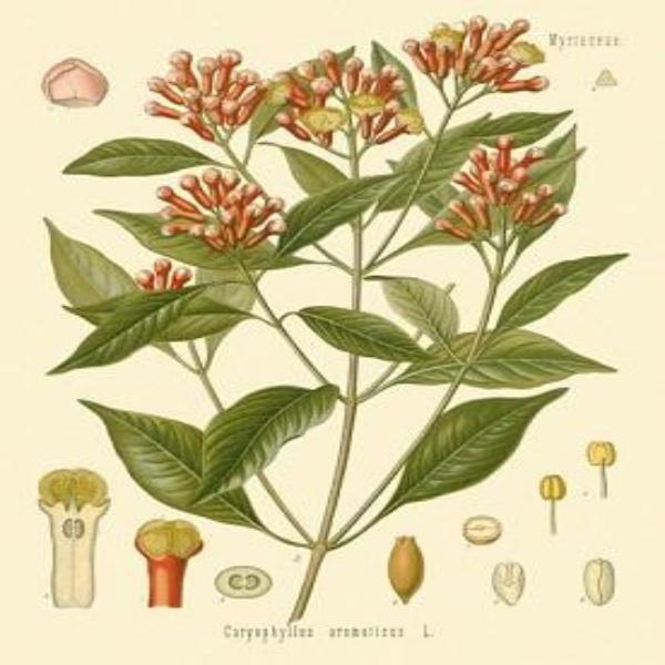EO Clove Bud Essential Oil 10 mls