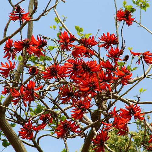 Erythrina crista-galli & Cockspur coral tree Seeds