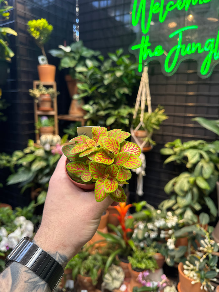 Fittonia ‘Skeleton’