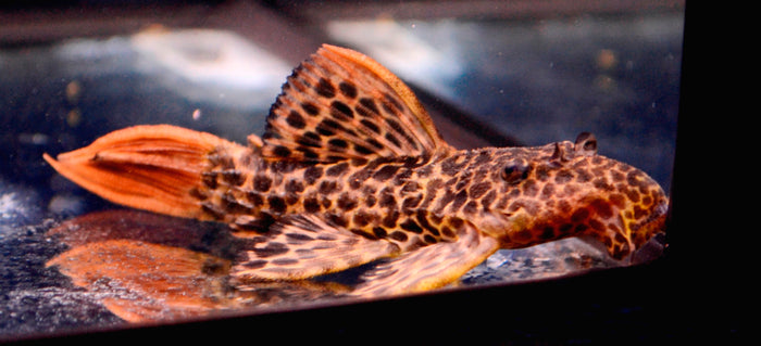 Flametail Gibbiceps Pleco (L-114)