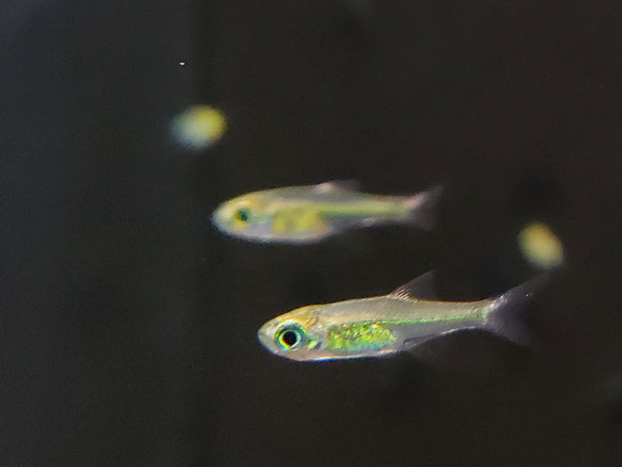 Green Kubotai Rasbora