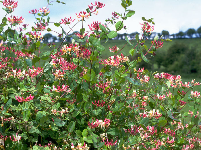 Honeysuckle
