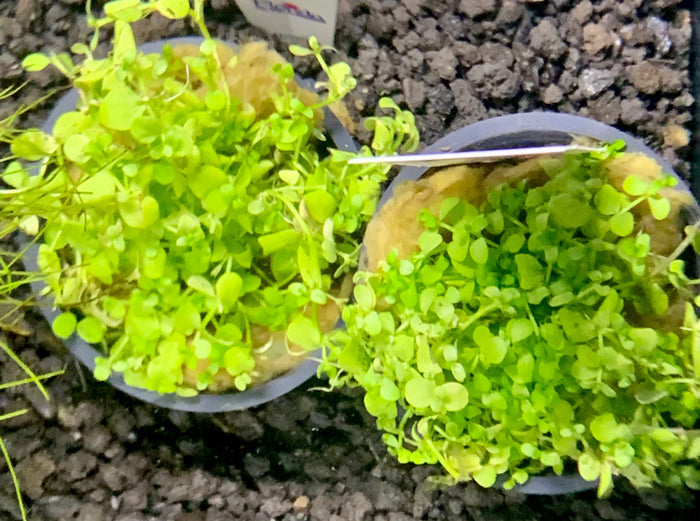 Micranthemum Tweediei Monte Carlo Potted