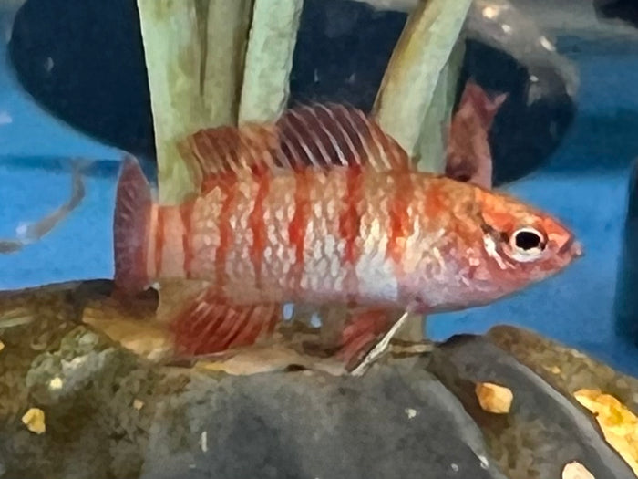 Scarlet Badis