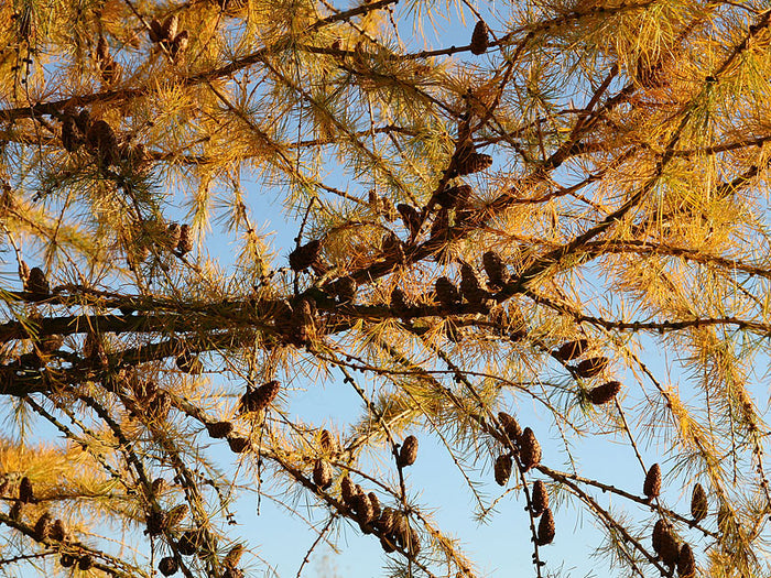 Larch