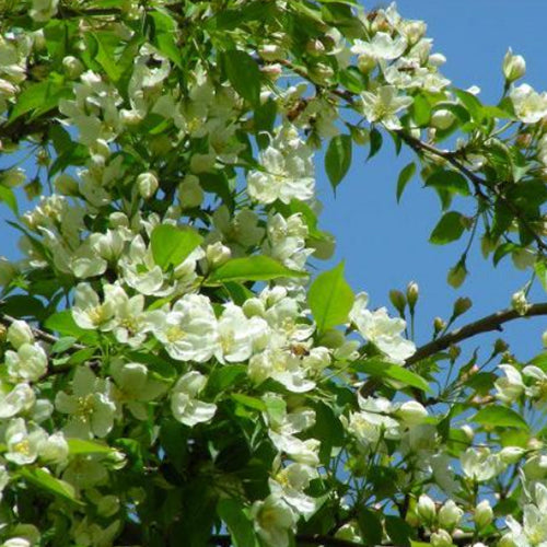 Malus-baccata-Siberian-crab-apple-Seeds