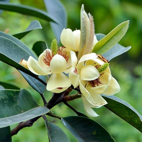Michelia-figo-Banana-shrub-Seeds