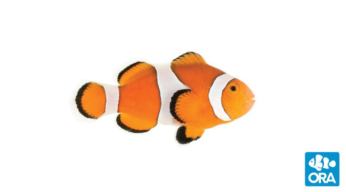 ORA Orange Ocellaris Clownfish