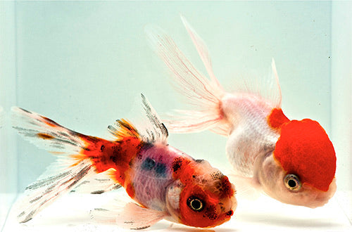 Oranda Goldfish - Medium