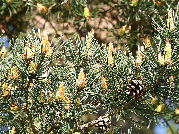 Pine
