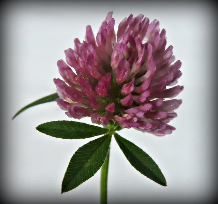 Red Clover Flower Tincture