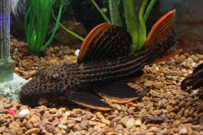 Scarlet Cactus Pleco (L-025)