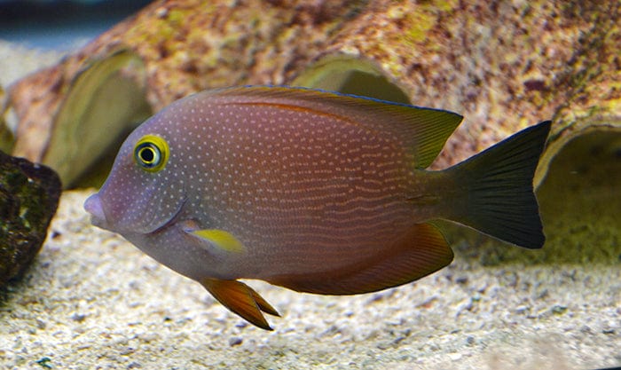 Squaretail Bristletooth Tang