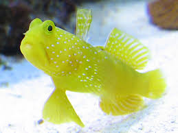 Yellow Watchman Goby 1.5 - 2"