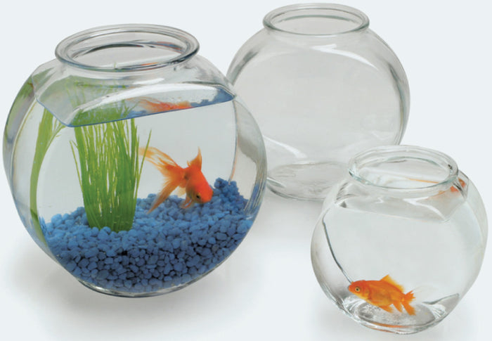 1 Gallon Shrimp Bowl