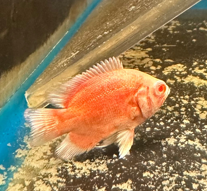Chili Oscar