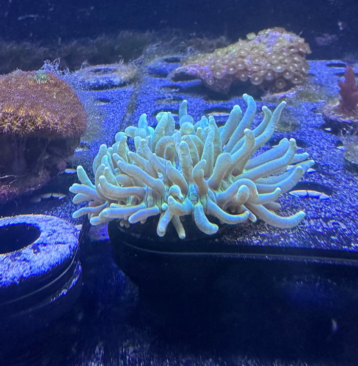 Green Long Tentacle Plate Coral 4”