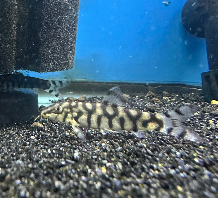 Yo Yo Loach