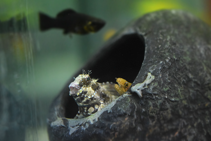 Algae Blenny