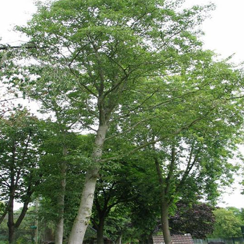 Alnus-nepalensis-Nepal-Alder-Seeds