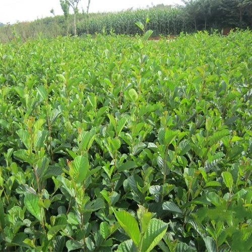 Alnus-nepalensis-Nepal-Alder-Seeds