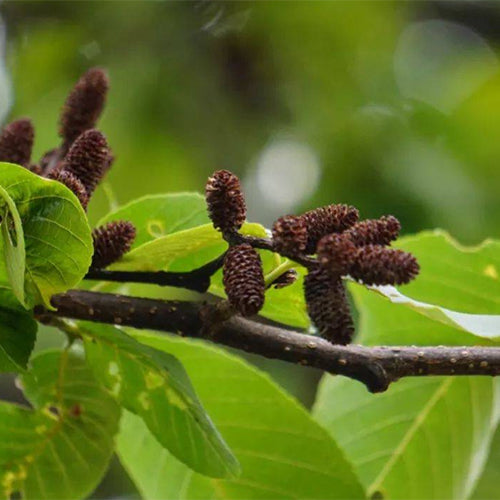 Alnus-nepalensis-Nepal-Alder-Seeds