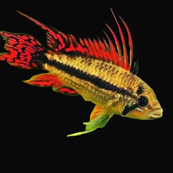 Apistogramma Cacatuoides