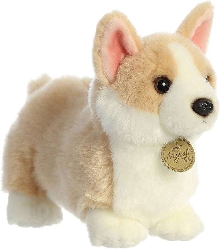 Aurora: Pembroke Welsh Corgi Pup