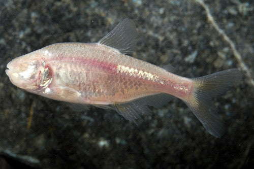 Blind Cave Tetra