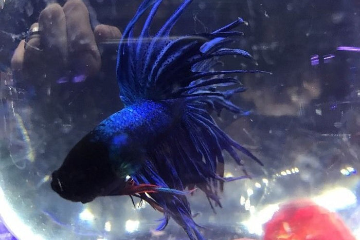Blue Crowntail