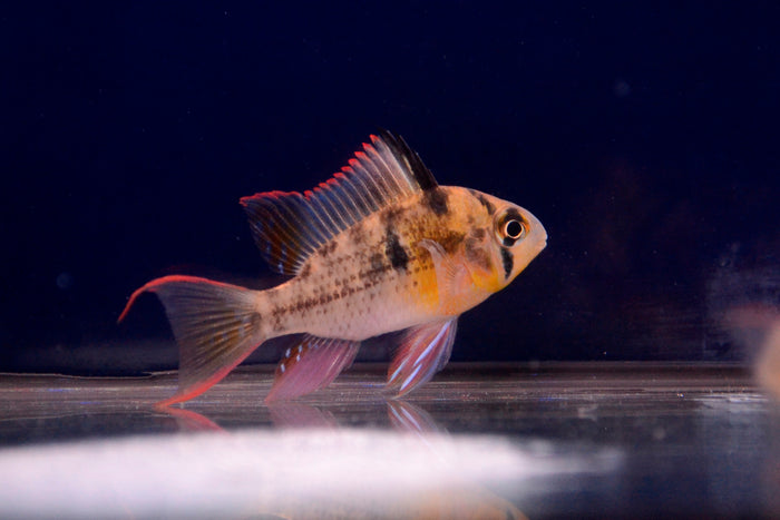 Bolivian Ram