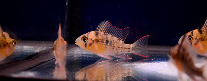 Bolivian Ram