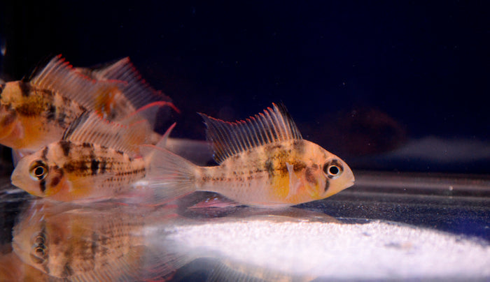 Bolivian Ram