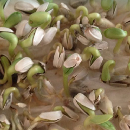 Carthamus tinctorius Seeds