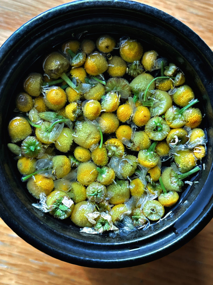 Chamomile Herbal Tea