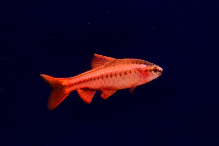 Cherry Barb