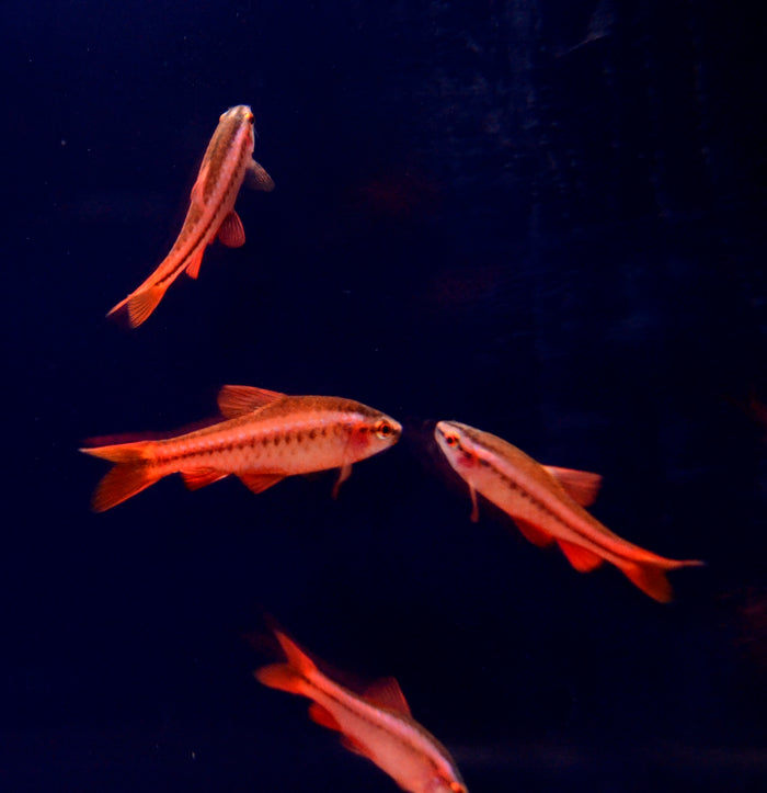 Cherry Barb