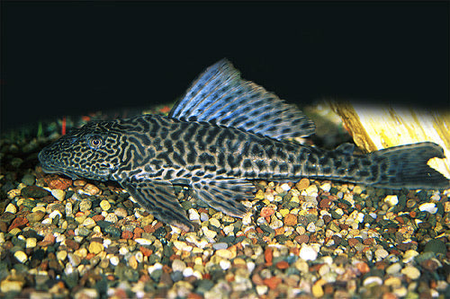 Common Plecostomus Medium